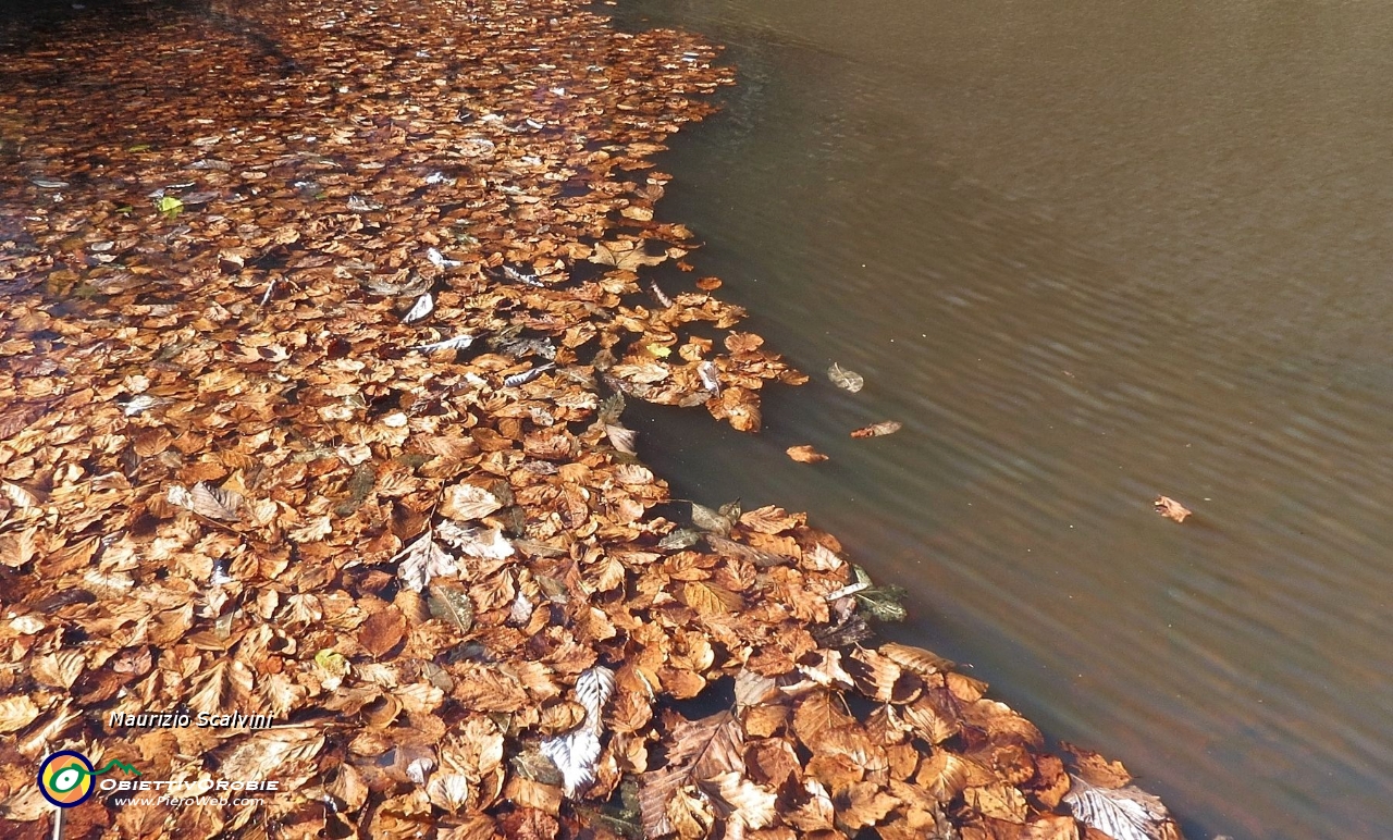 19 Lo stagno, qualcosa mi dice che è autunno....JPG